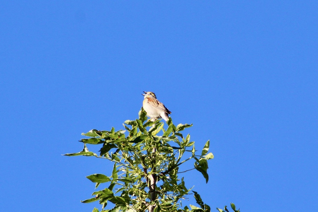 Dickcissel - ML620458769