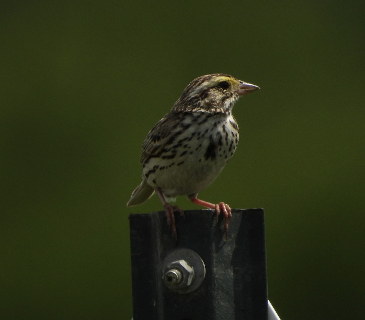 Savannah Sparrow - ML620458781