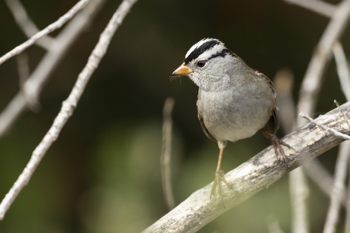White-crowned Sparrow (Gambel's) - ML620458784