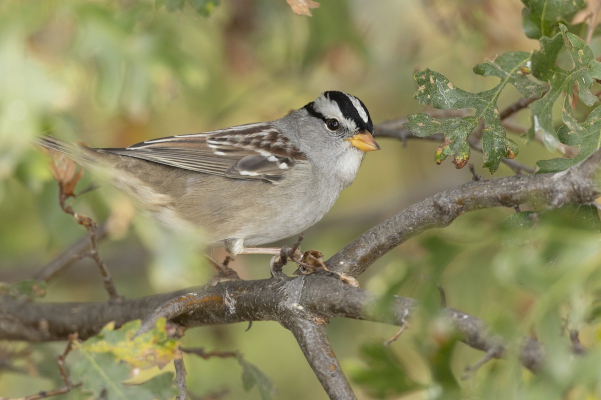 White-crowned Sparrow (Gambel's) - ML620458785