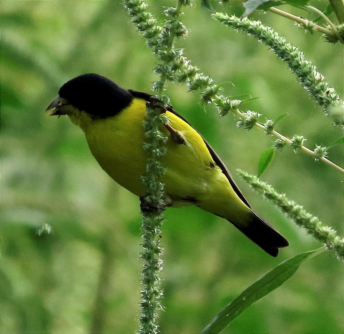 Lesser Goldfinch - Alfredo Correa