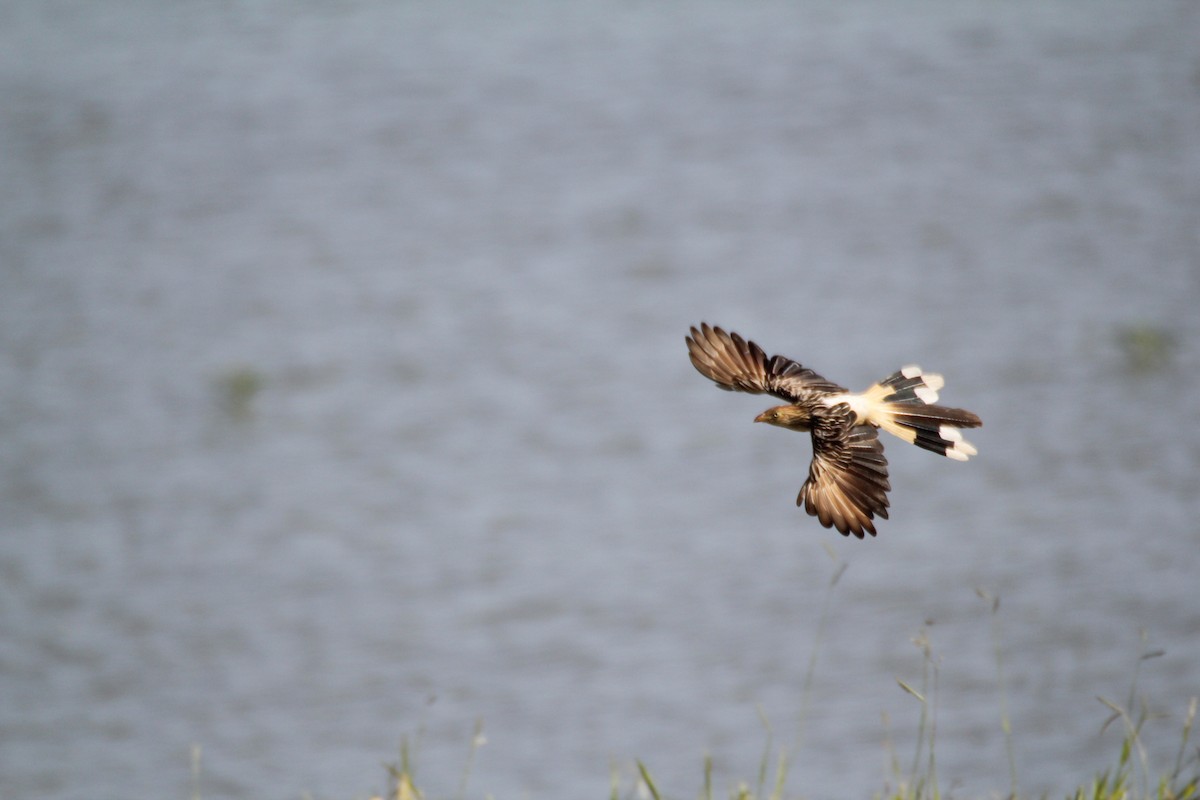 Guira Cuckoo - ML620458788