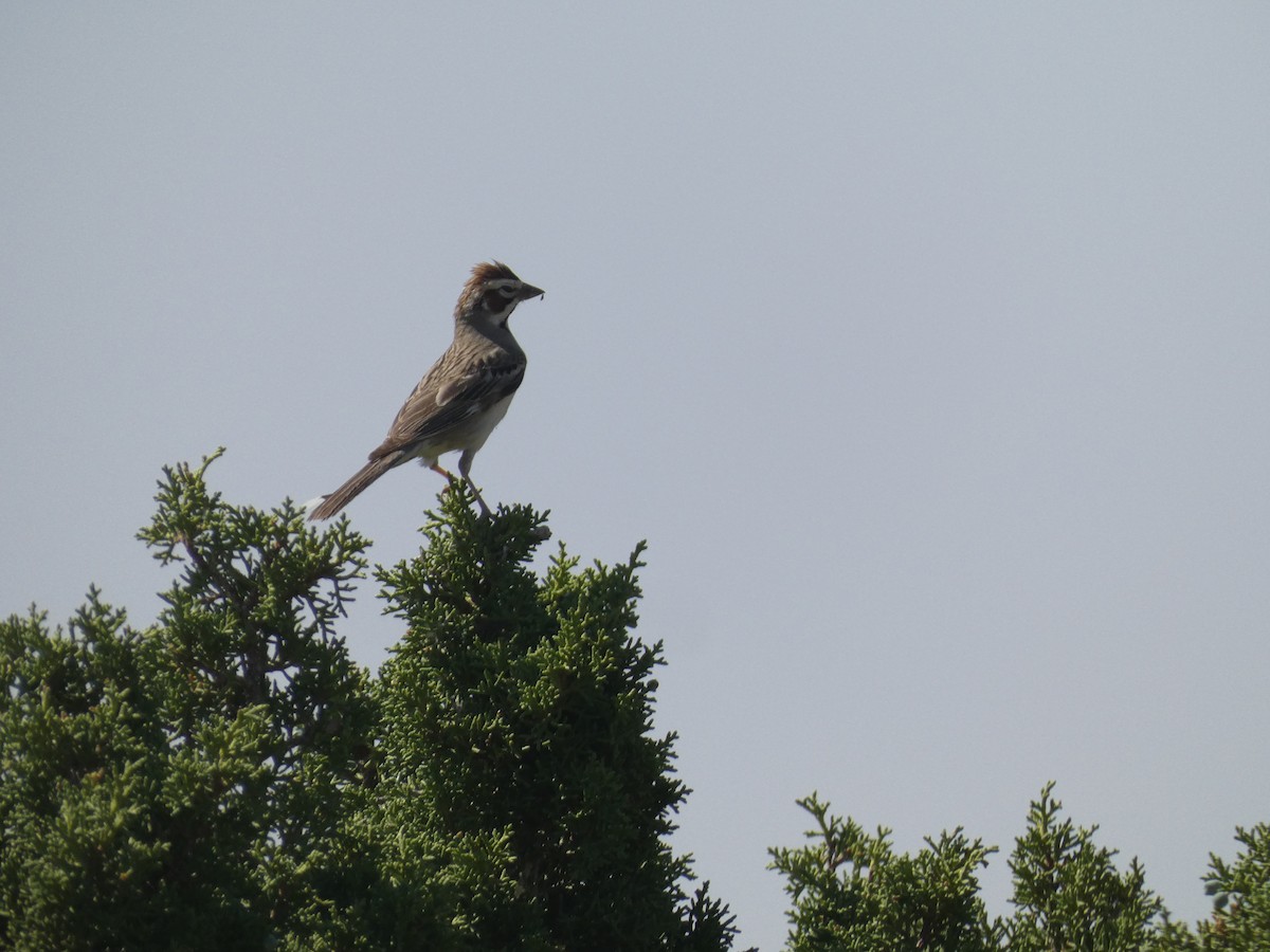 Lark Sparrow - ML620458795