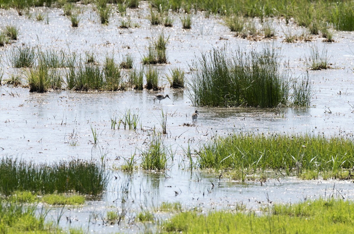 Black-winged Stilt - ML620458800