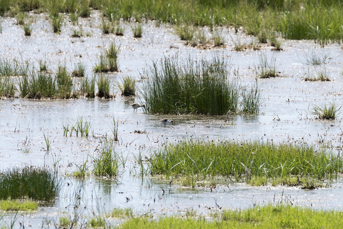 Black-winged Stilt - ML620458801