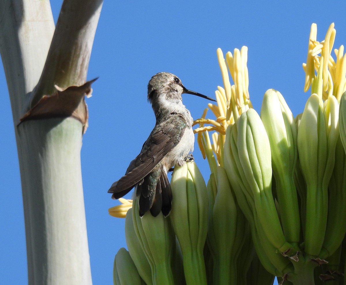 Costa's Hummingbird - ML620458810