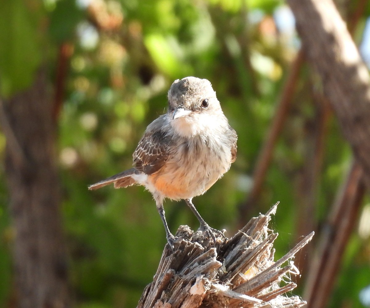 Vermilion Flycatcher - ML620458826