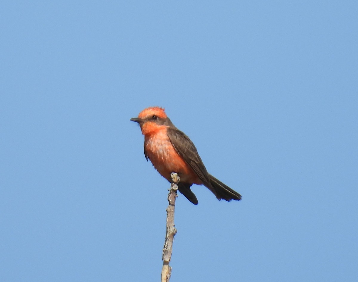 Vermilion Flycatcher - Julie Furgason