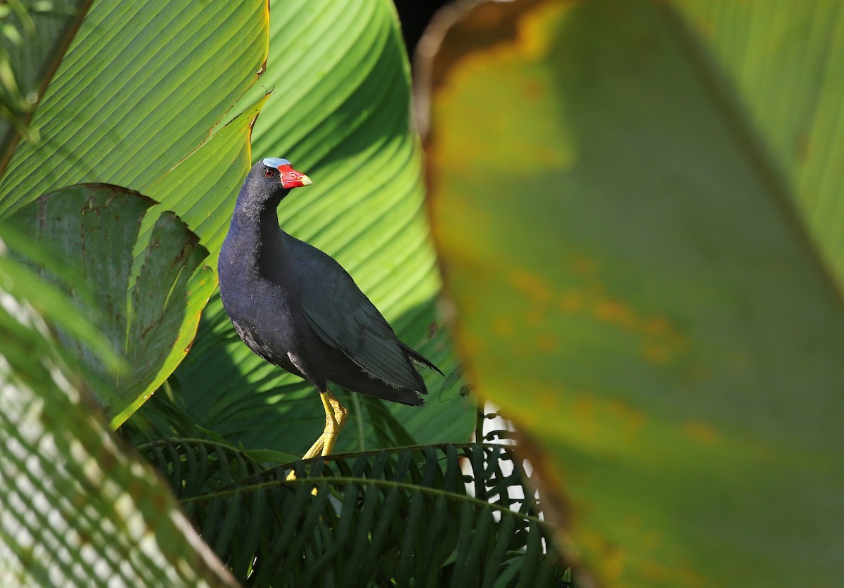 Purple Gallinule - ML620458841