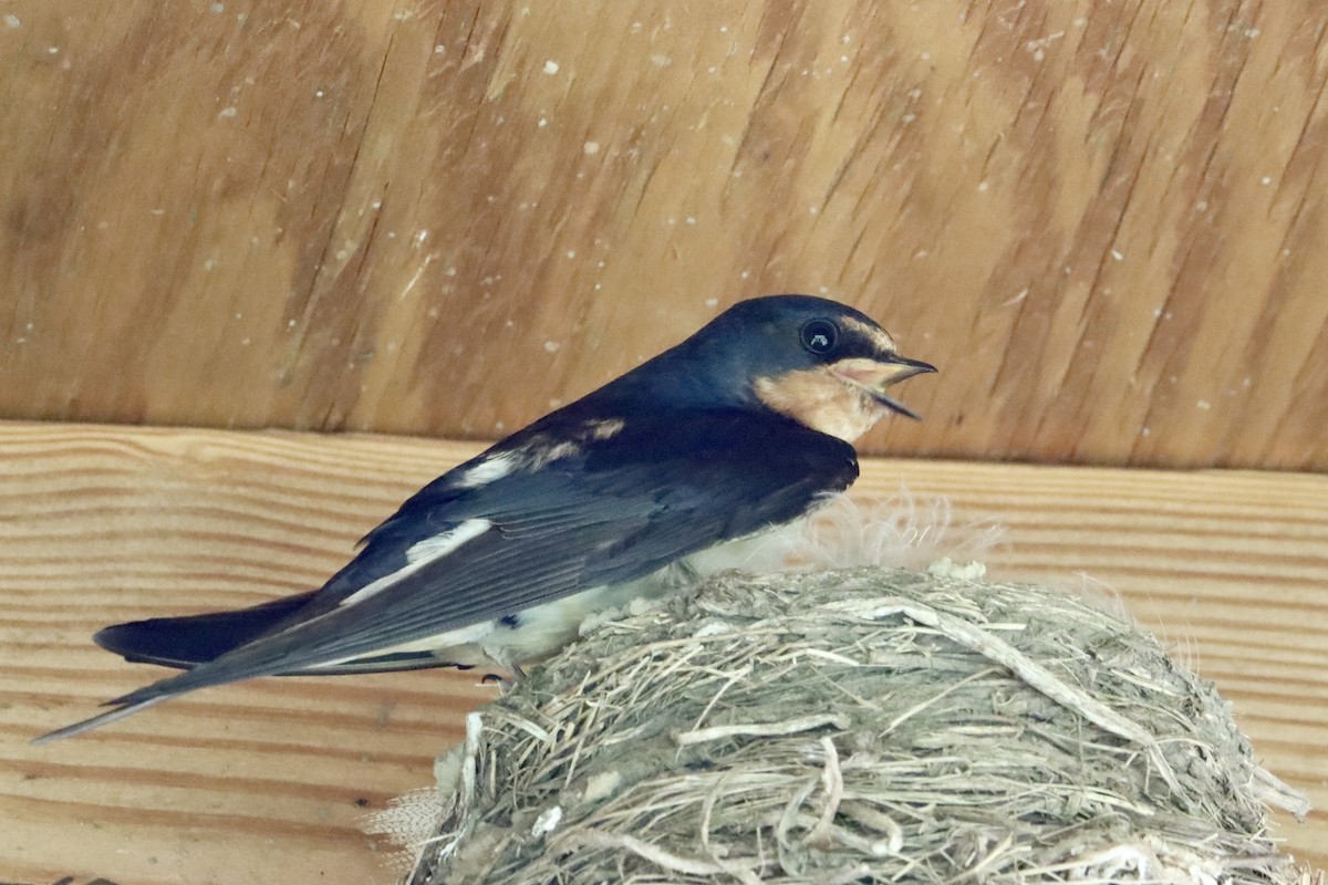 Barn Swallow - ML620458846