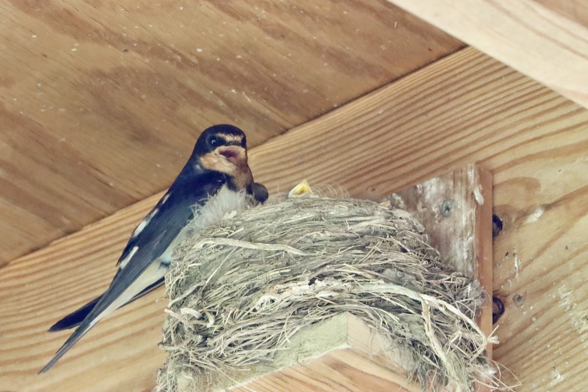 Barn Swallow - ML620458847