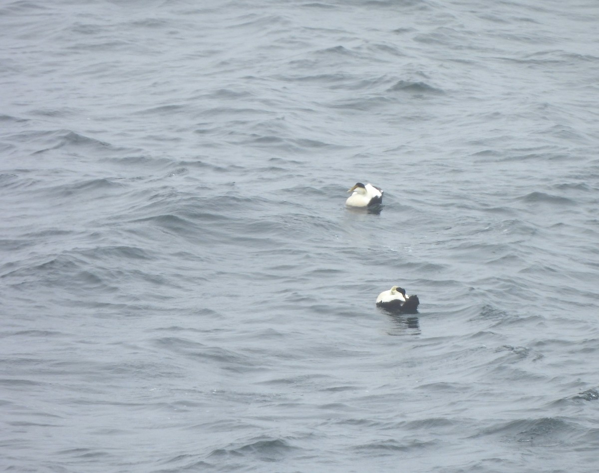 Common Eider - ML620458850