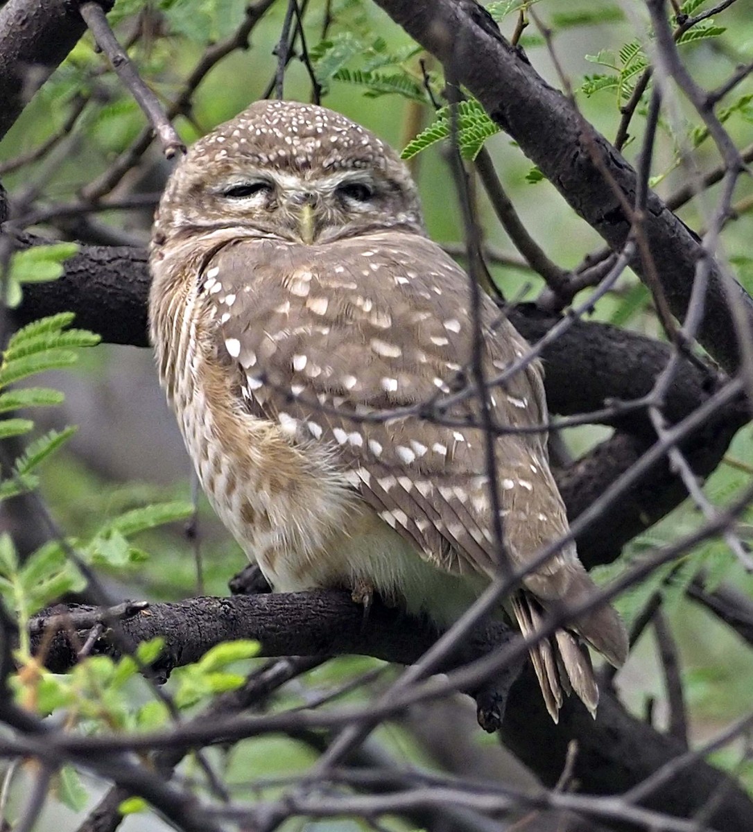 Spotted Owlet - ML620458853