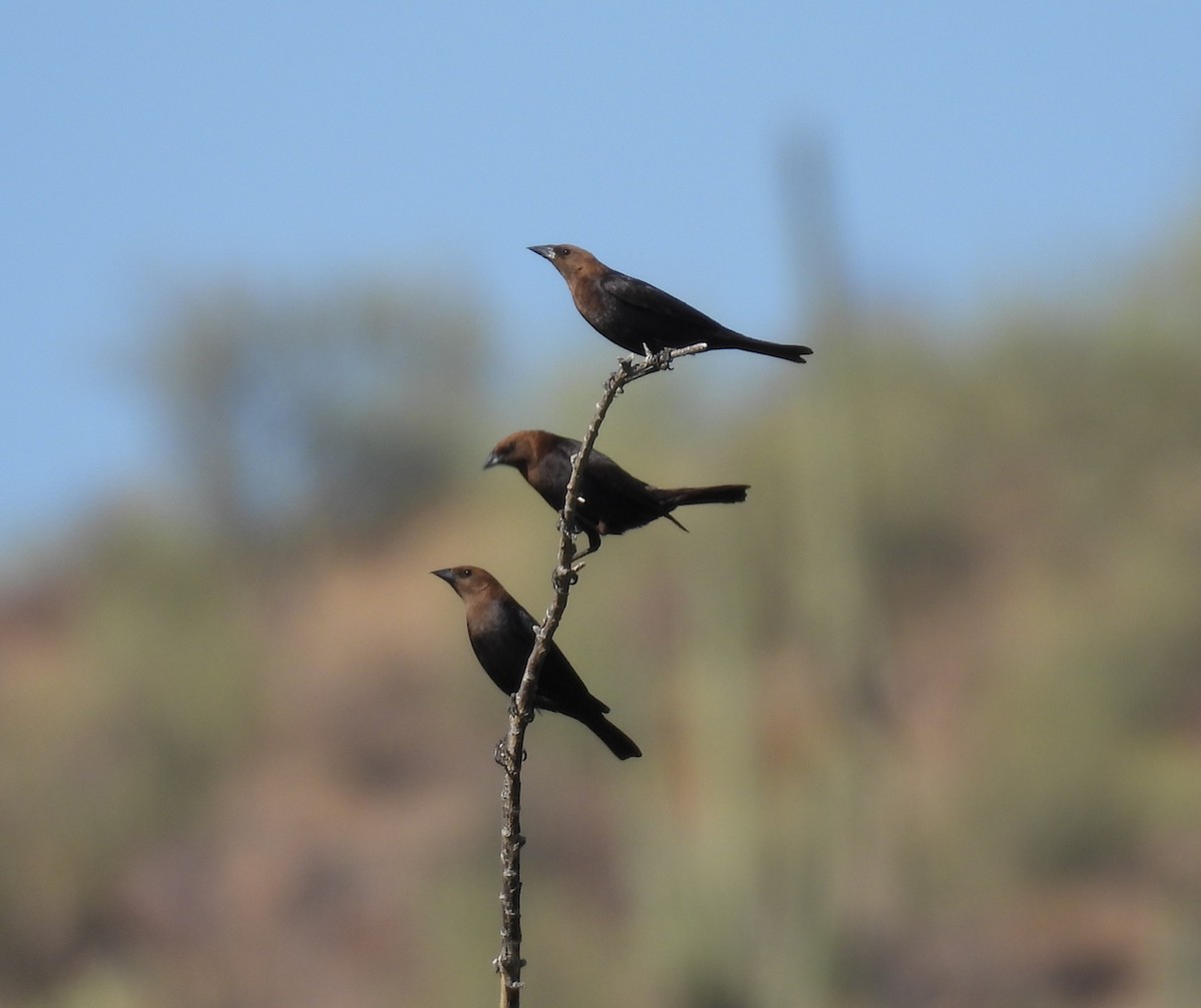 Brown-headed Cowbird - ML620458854