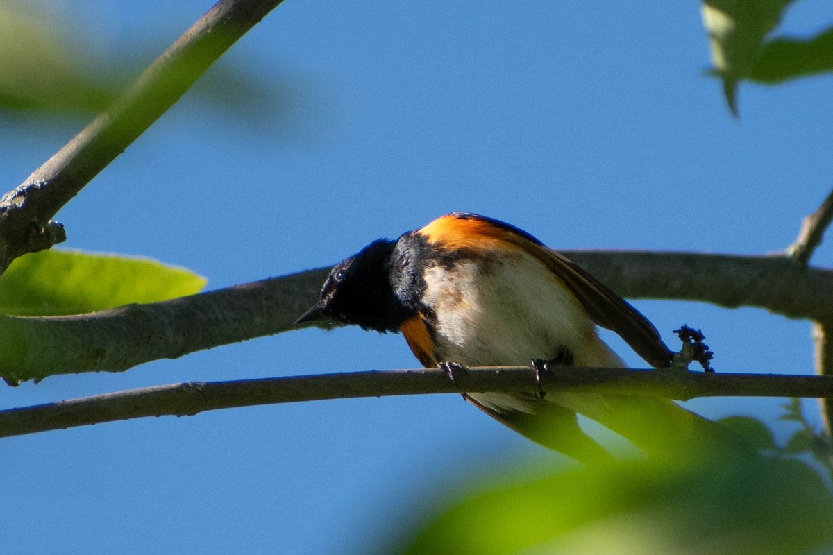 American Redstart - ML620458857