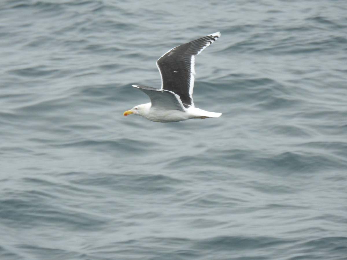 Great Black-backed Gull - ML620458859