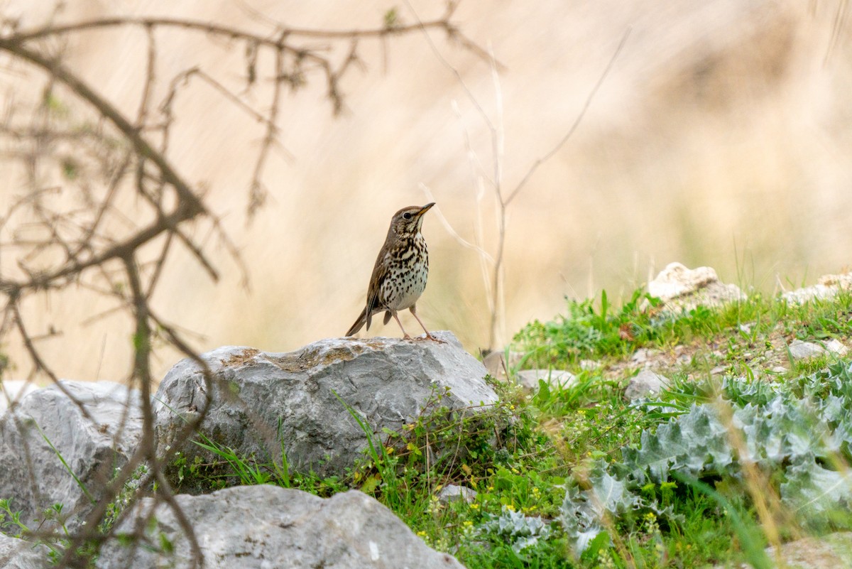 Song Thrush - Ali COBANOGLU