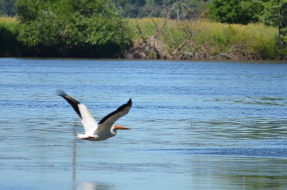 American White Pelican - ML620458866