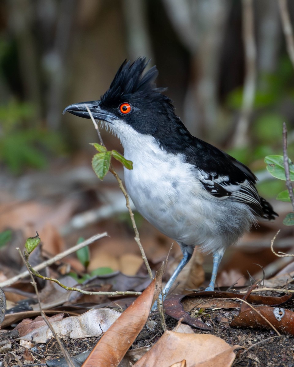 Great Antshrike - ML620458867