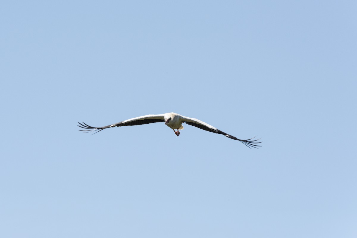 White Stork - ML620458870