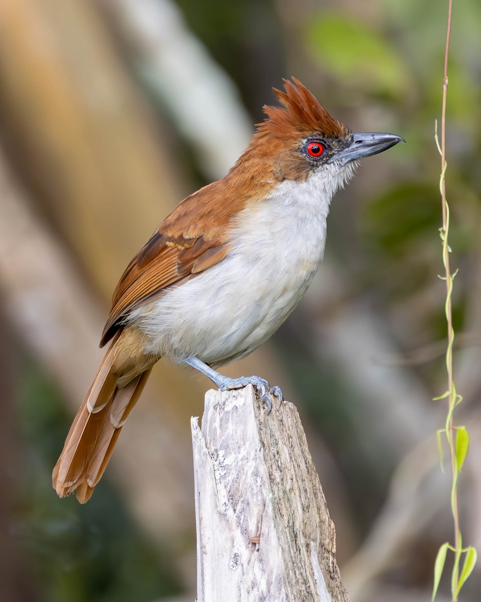 Great Antshrike - ML620458873