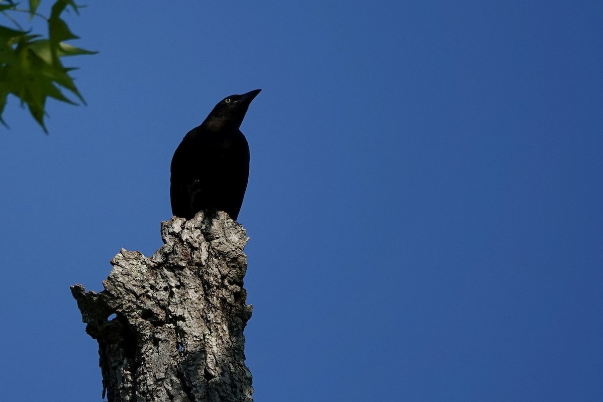 Common Grackle - ML620458880