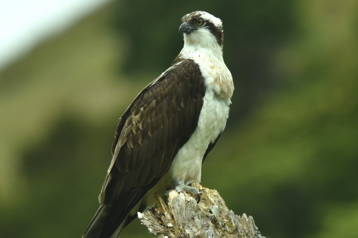 Osprey - ML620458889