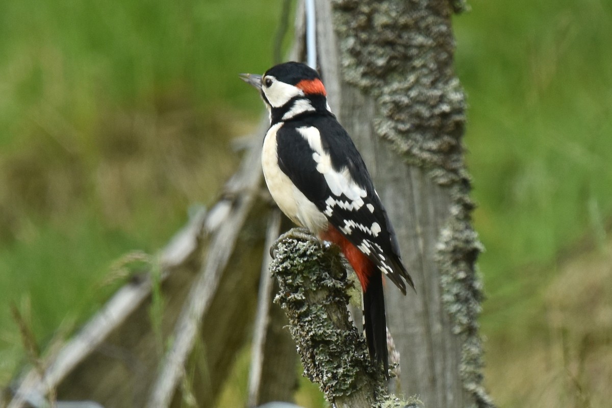 Great Spotted Woodpecker - ML620458894