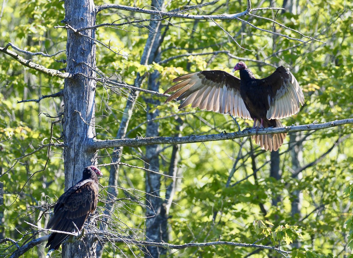 Turkey Vulture - ML620458895