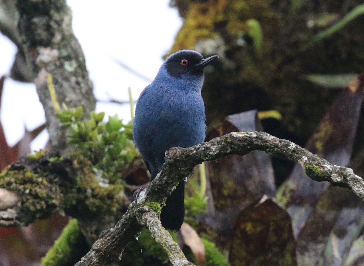 Masked Flowerpiercer - ML620458896