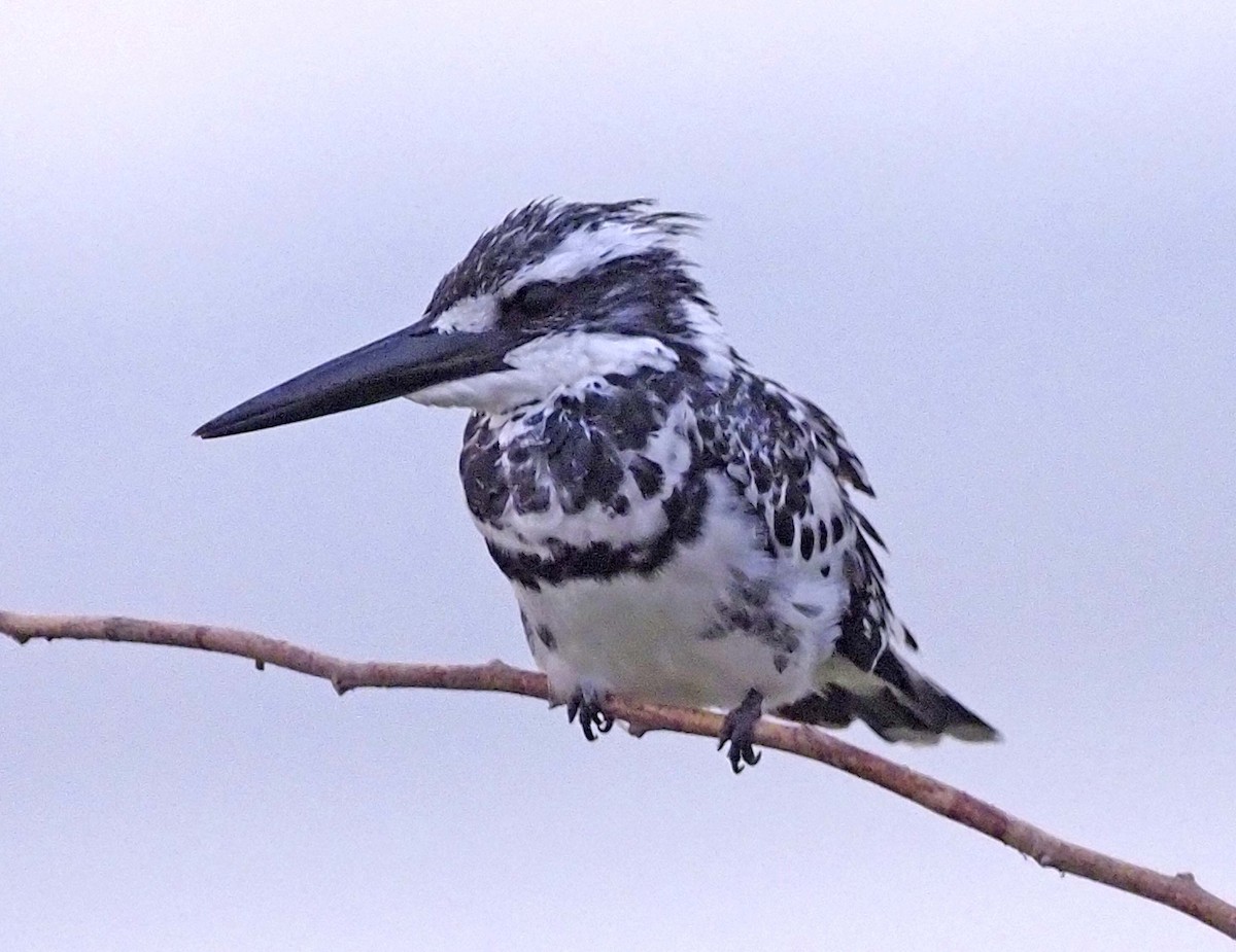 Pied Kingfisher - ML620458897