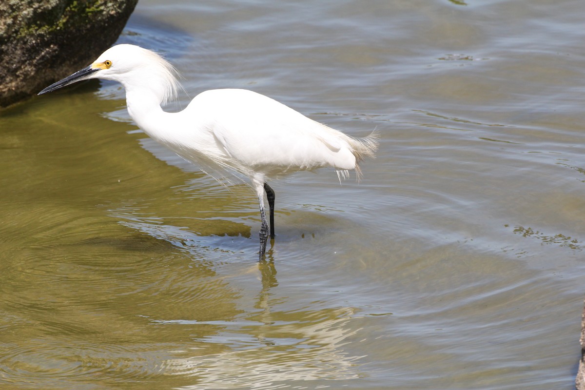 Snowy Egret - ML620458899