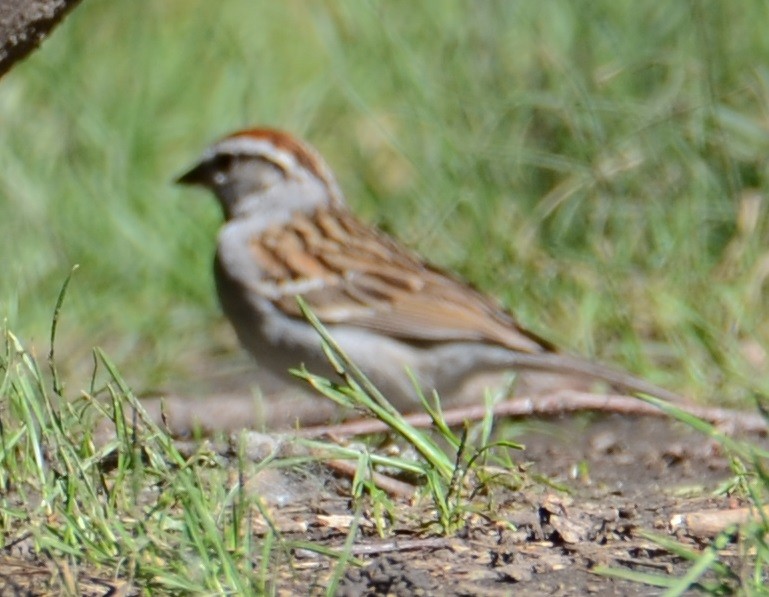 Chipping Sparrow - ML620458900