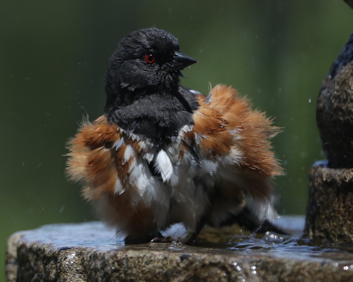 Spotted Towhee - ML620458901