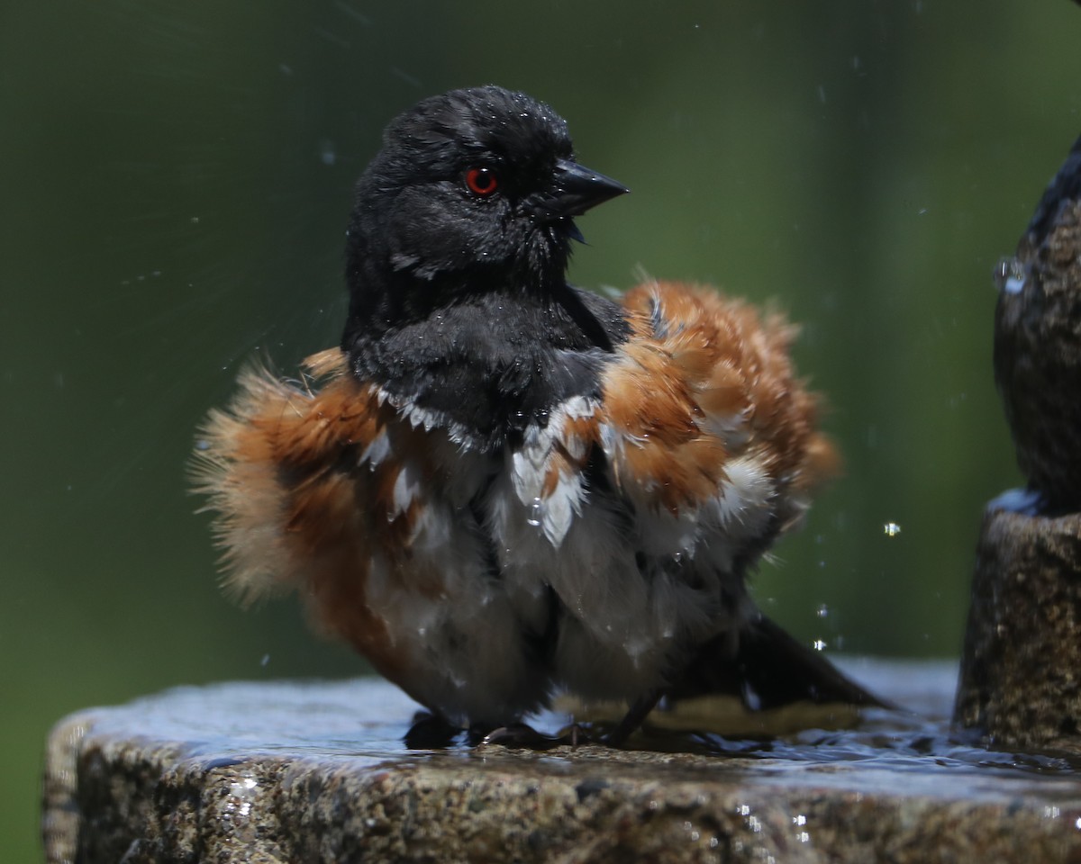 Spotted Towhee - ML620458902