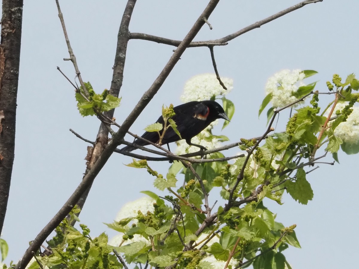Red-winged Blackbird - ML620458904