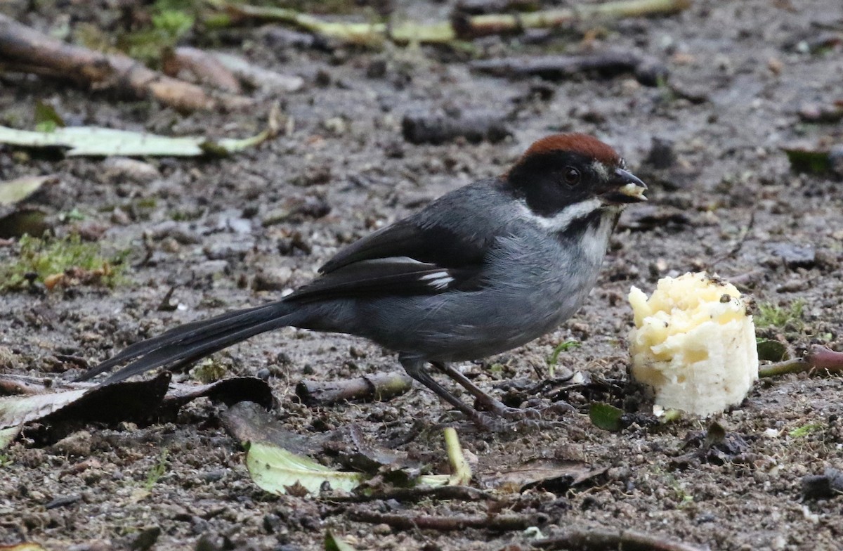 Slaty Brushfinch (Slaty) - ML620458914