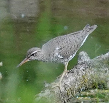 Spotted Sandpiper - ML620458917