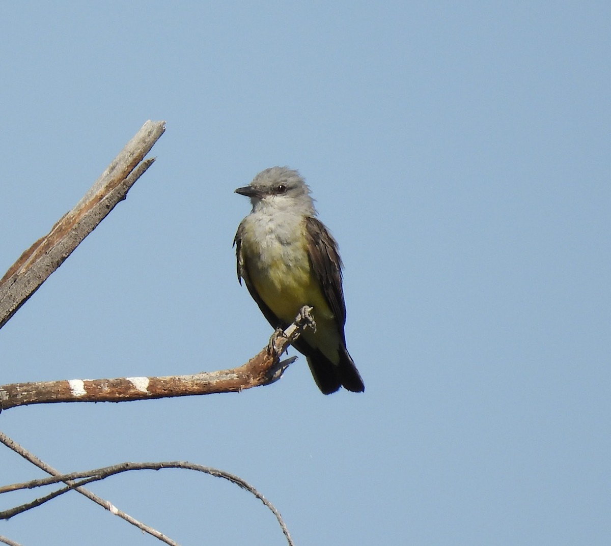 Western Kingbird - ML620458921