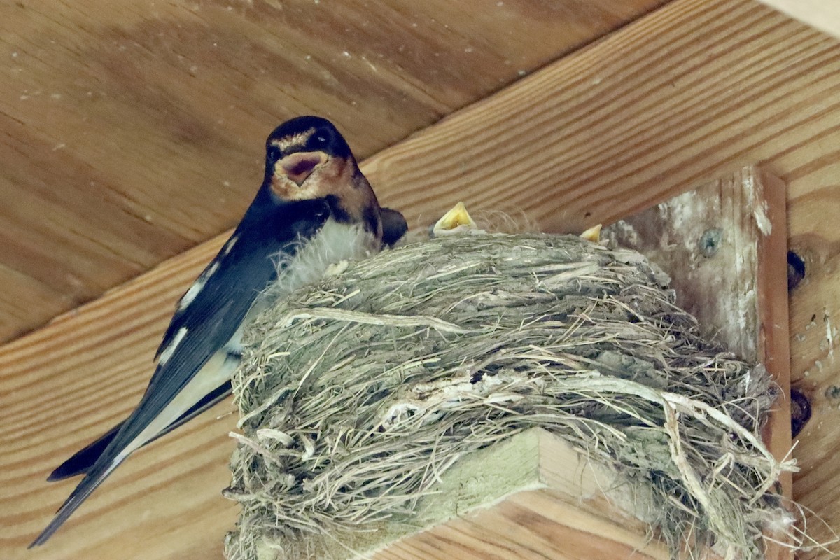 Barn Swallow - ML620458924