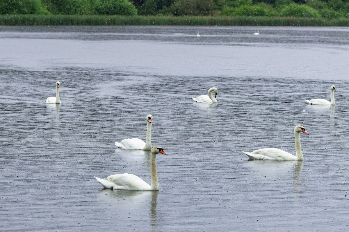 Cygne tuberculé - ML620458925