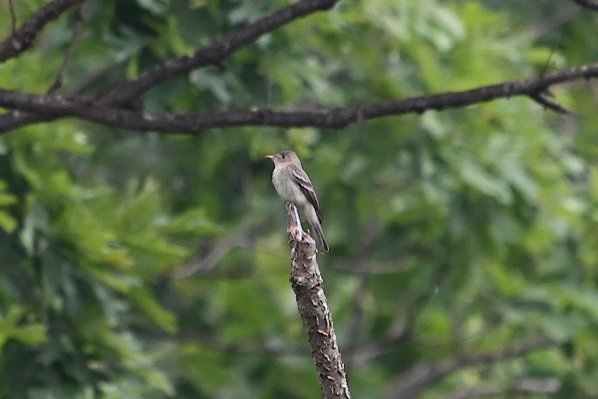 Eastern Wood-Pewee - Chad Ludwig