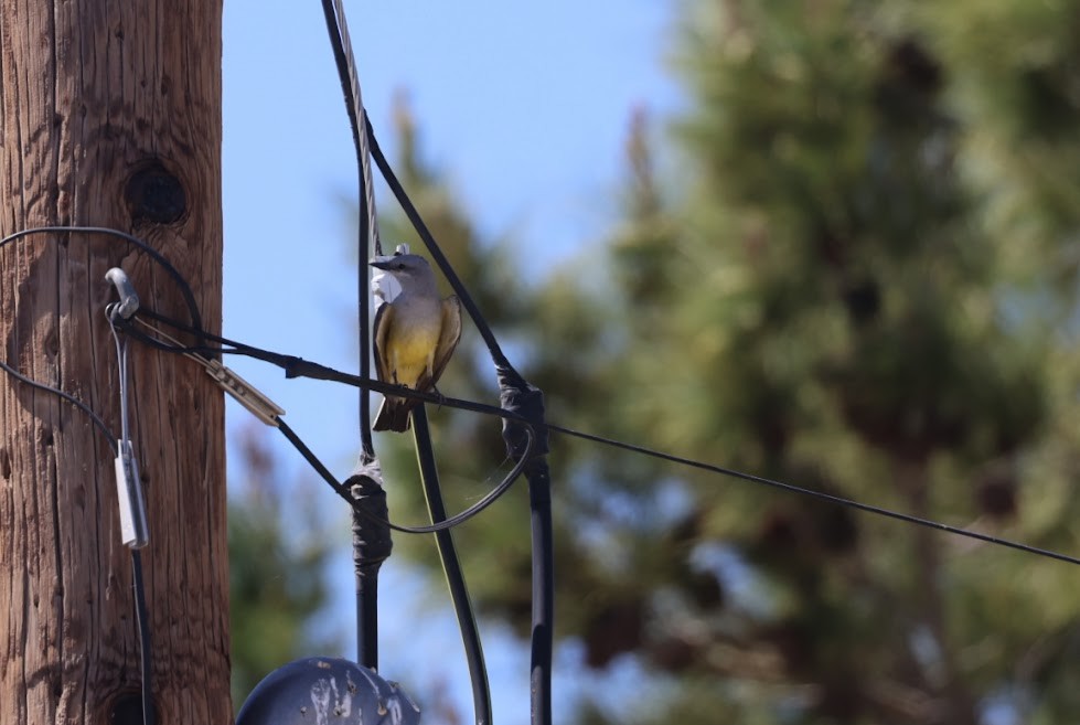 Western Kingbird - ML620458929