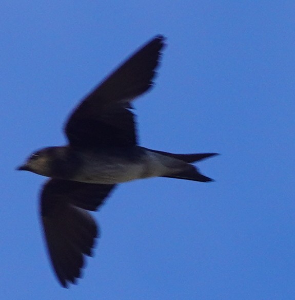 Purple Martin - ML620458930