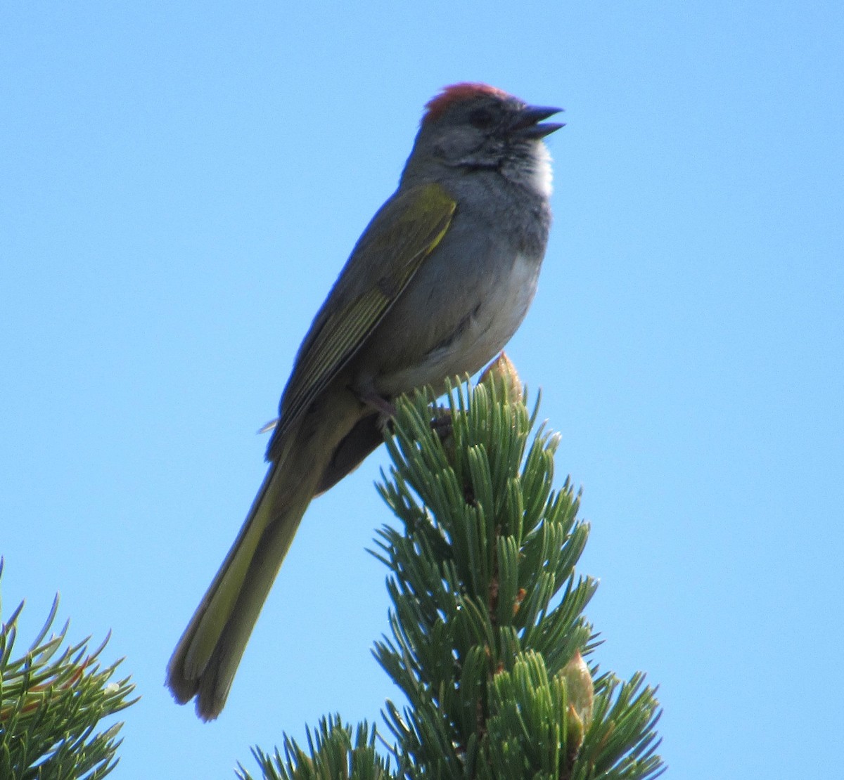 Green-tailed Towhee - ML620458934