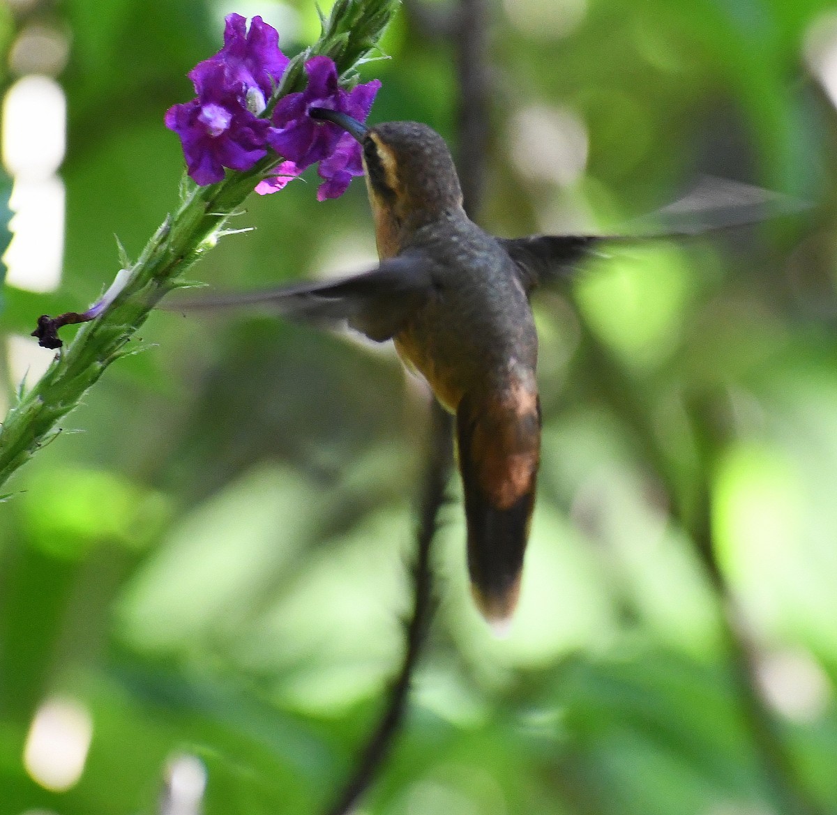 Stripe-throated Hermit - ML620458943