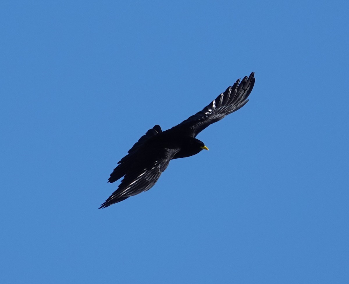 Yellow-billed Chough - ML620458951