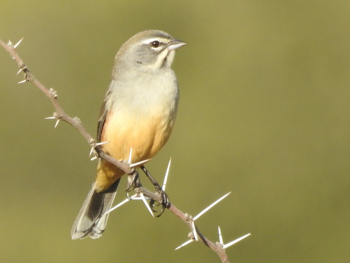 Rufous-sided Warbling Finch - ML620458961