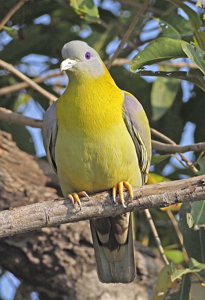 Yellow-footed Green-Pigeon - ML620458964