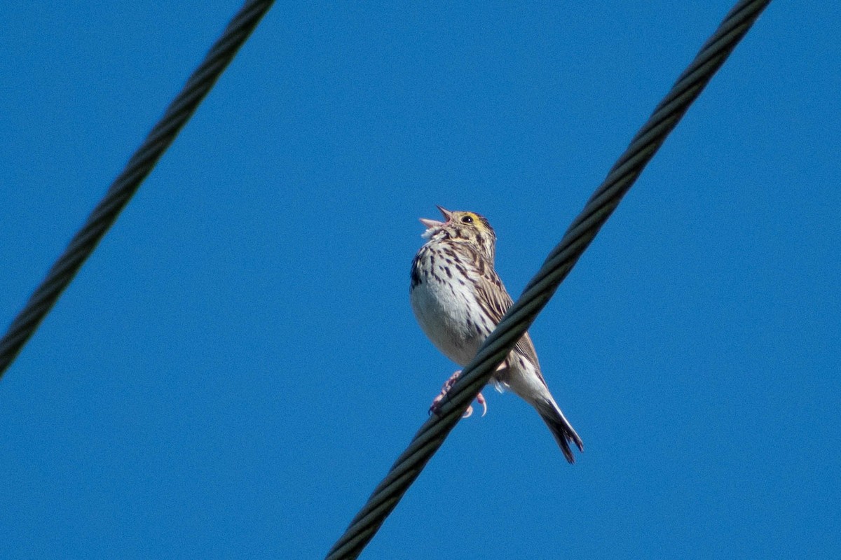 Savannah Sparrow - ML620458965